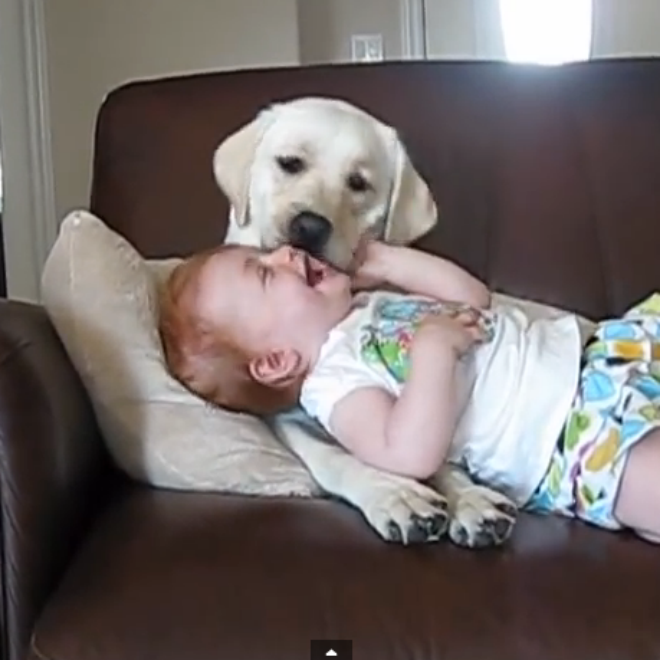 dog-and-baby-videos