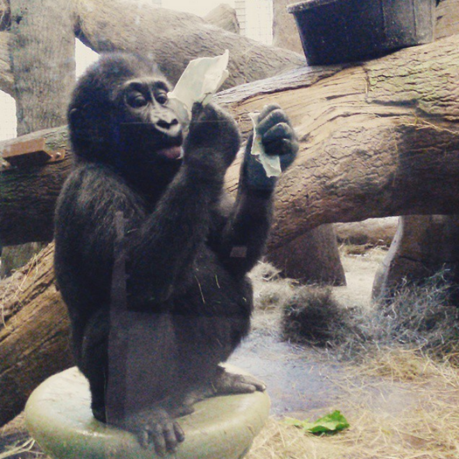 Photo: Colombus zoo via Instagram