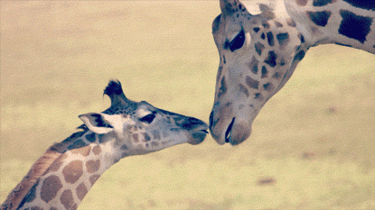 kissing-giraffes