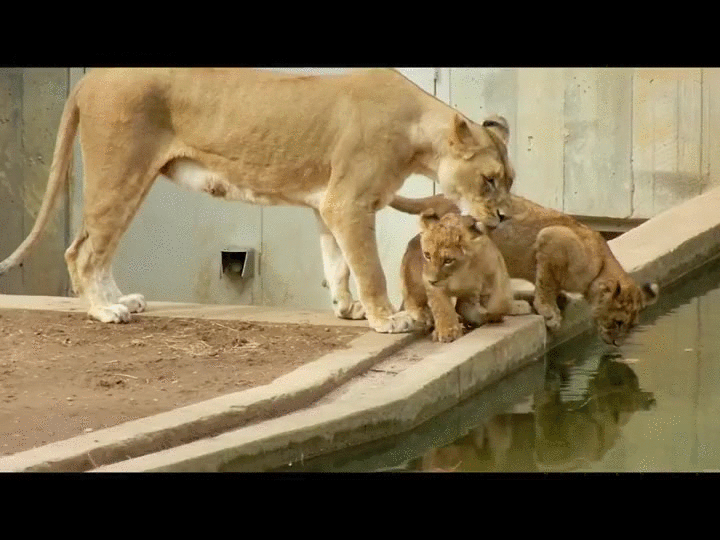 lion-bath
