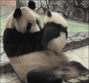 panda-snuggle