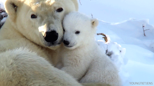 polar-bear-snuggles
