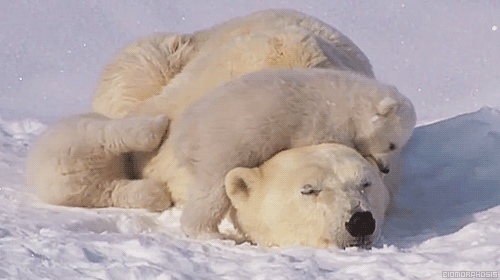 polar-bear-wake-up