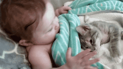 baby-cat-snuggles