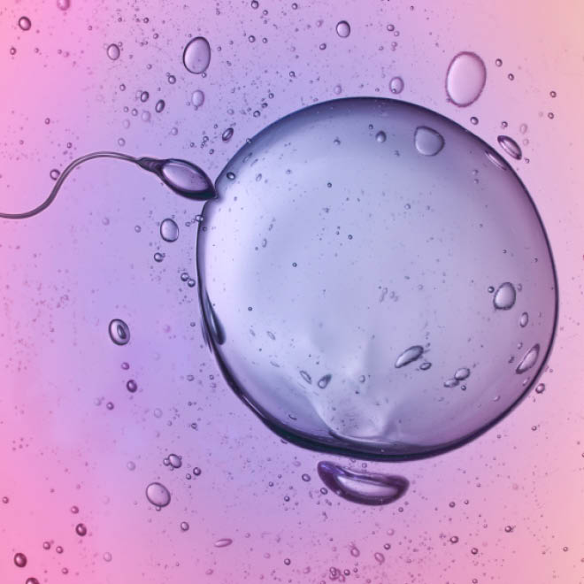 sperm penetrating egg