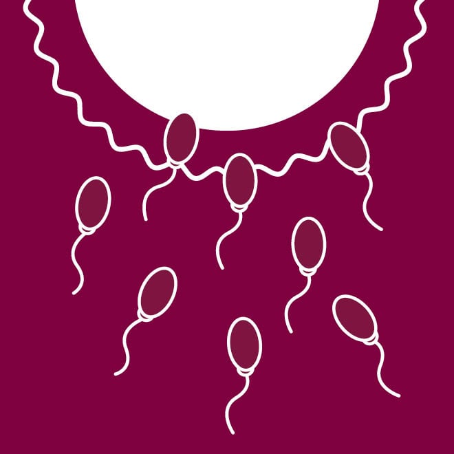 intrauterine insemination iui graphic