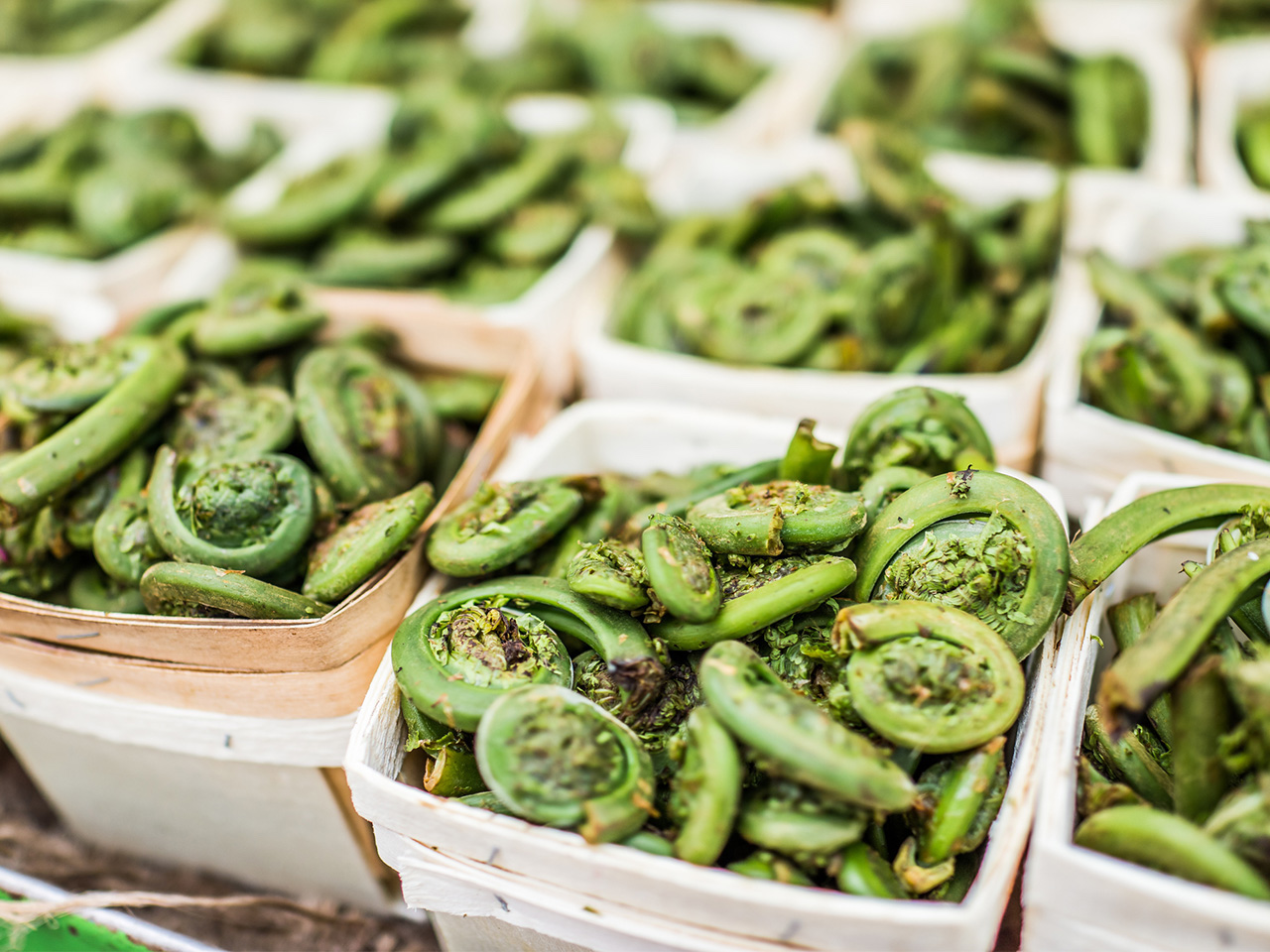 How to cook fiddleheads safely