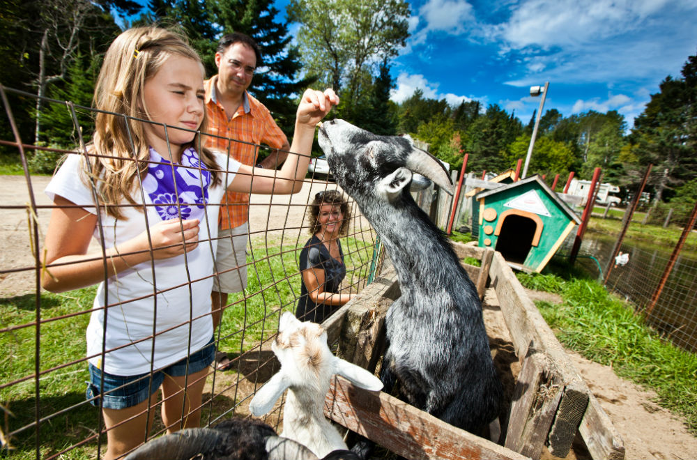 girl feeding a goat