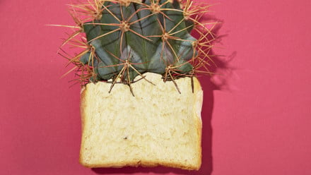 Piece of white bread with a cactus on top