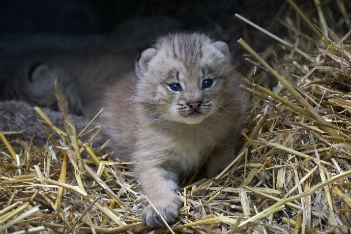 12 baby zoo animals that'll make you go awwww