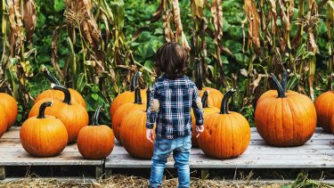 A little boy standing in front of a bunch of pumpkins