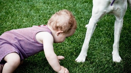 toddler plays in grass with dog