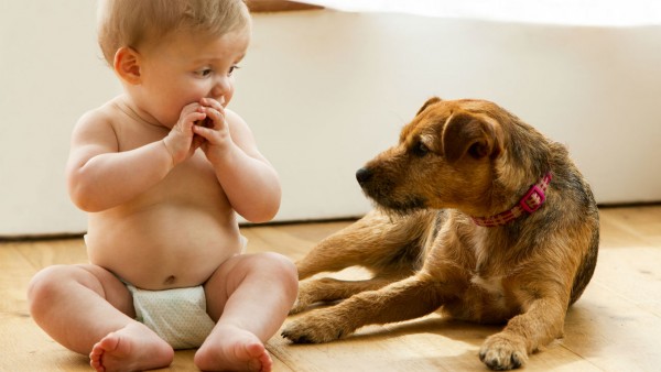 Pets reduce the risk of obesity and prevent allergies in babies