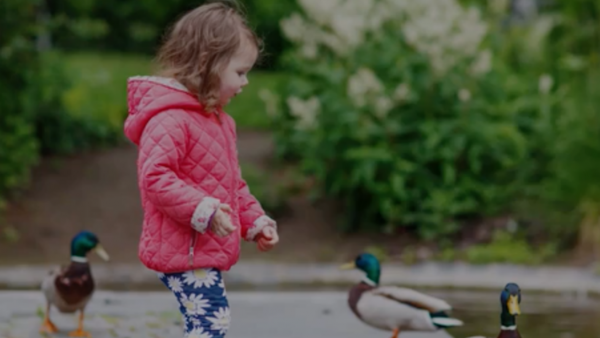 A little girl feeding ducks