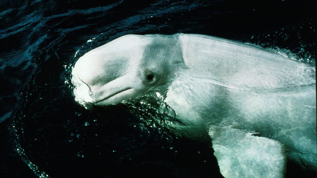 Beluga whale in the waters near Tadoussac, QC