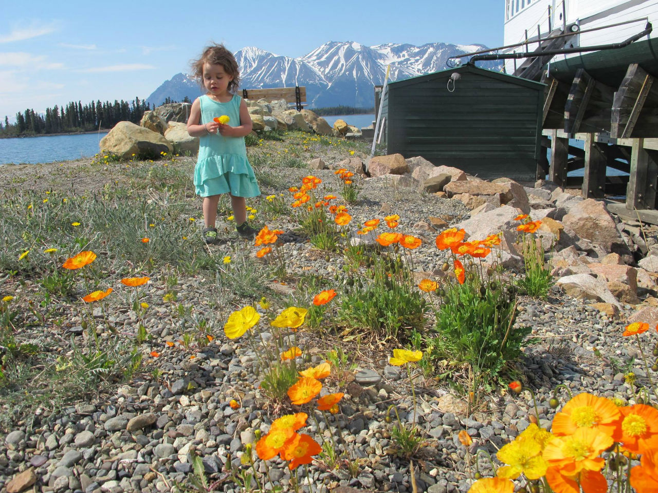 a little girl in a field picking flowers