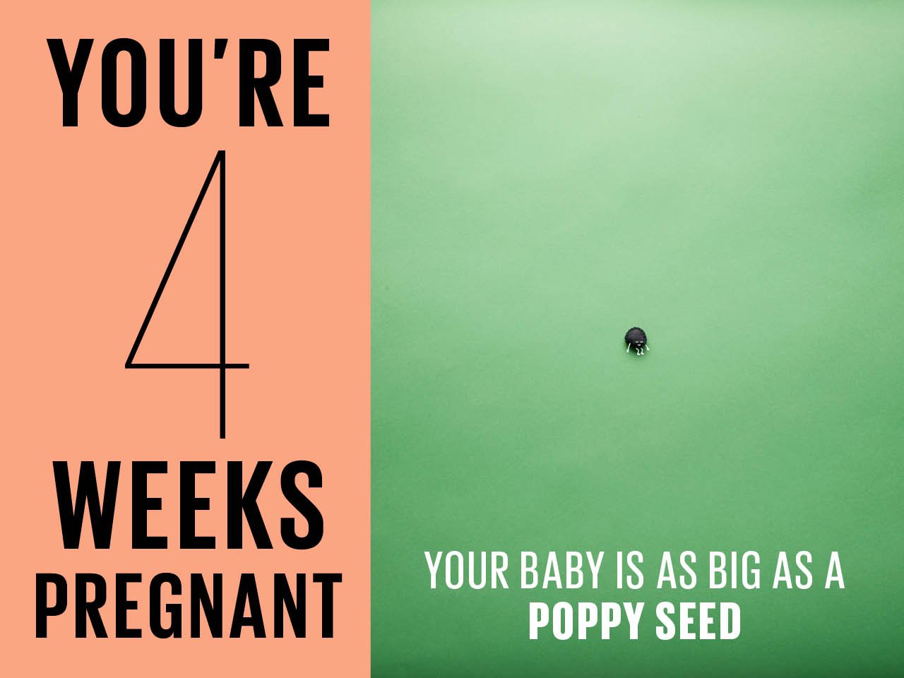 Felt poppy seed used to show how big baby is at 4 weeks