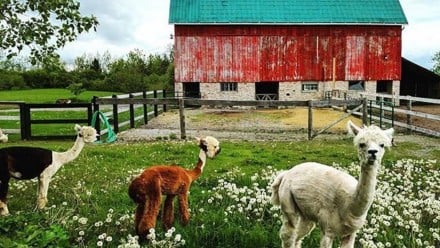 three llamas in front of a red barn in a flower-filled field in Prince Edward Country