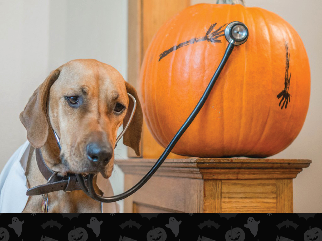 Un perro disfrazado de médico escuchando el latido del corazón de una calabaza.