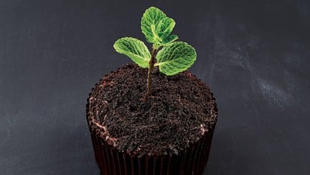 A cupcake decorated in crumbled cookies and parsley