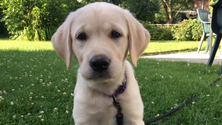 Golden lab puppy sitting on the lawn