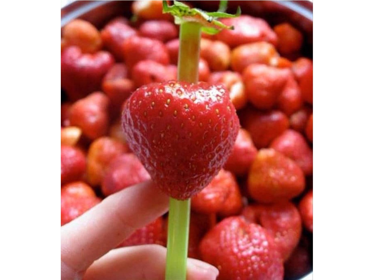 Strawberry with a straw through it to pop the stem off