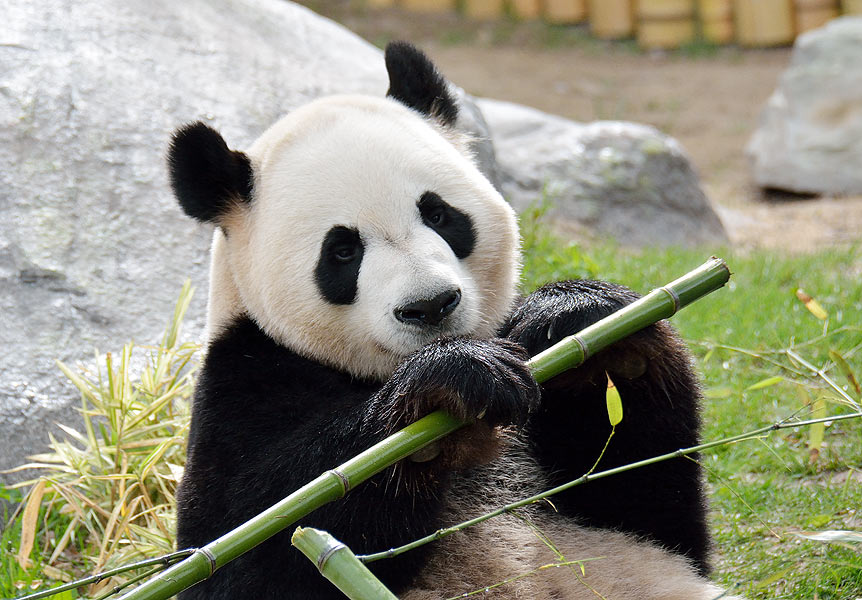 giant panda named Da Mao eating bamboo