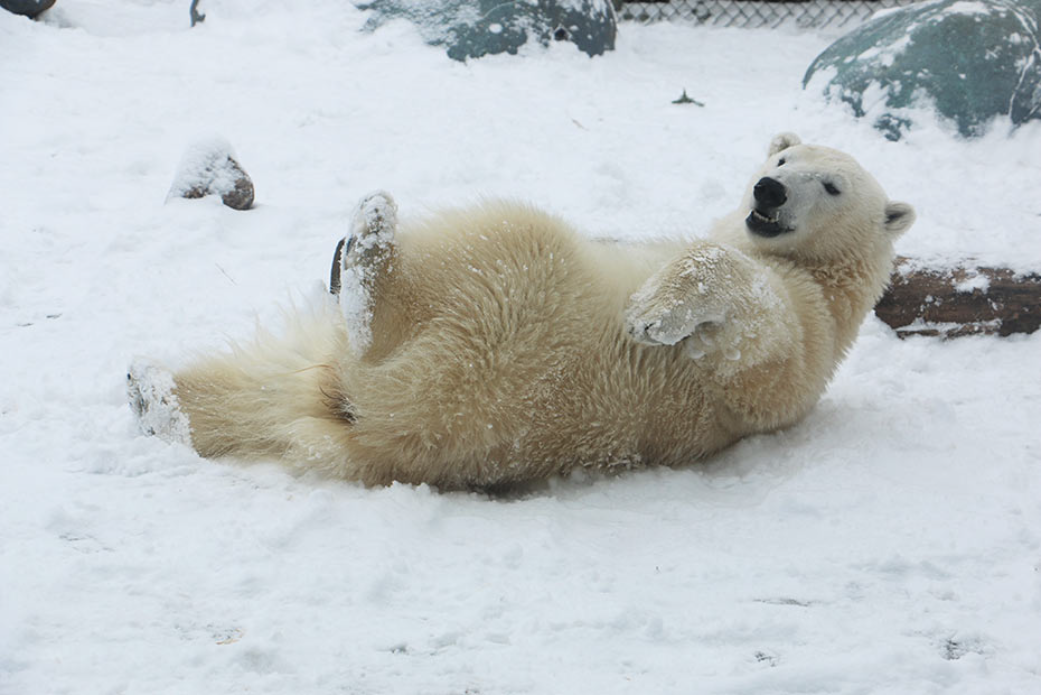 Polar bear lounging in the snow