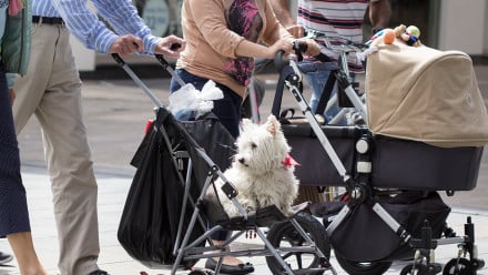 Peoplepush strollers down the street, one has a dog in it