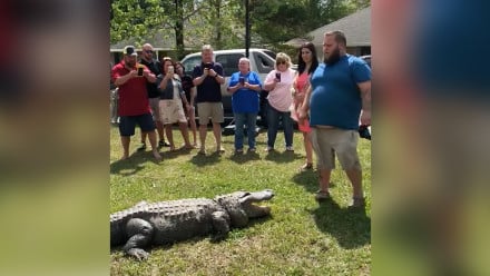 Couple stands in yard facing a live alligator while friends and family watch