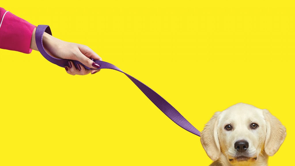 Photo of a hand holding a leash with a dog on the end