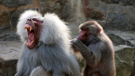 two monkeys picking nits off of each other's fur