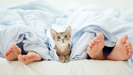 A couple's feet peeking out of a blanket with a kitten between them