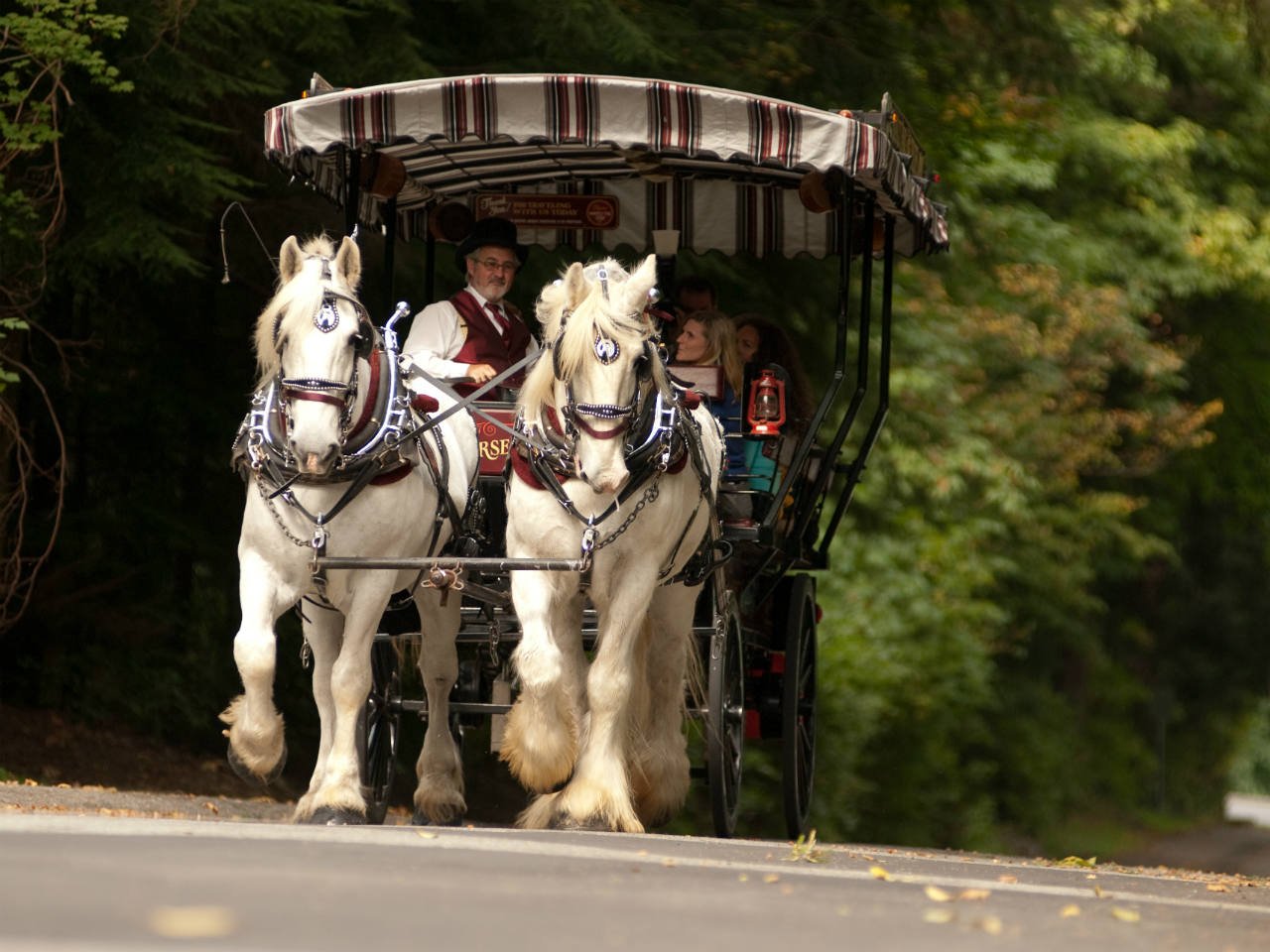 A hore-driven carriage ride going through Stanley Park in Vancouver