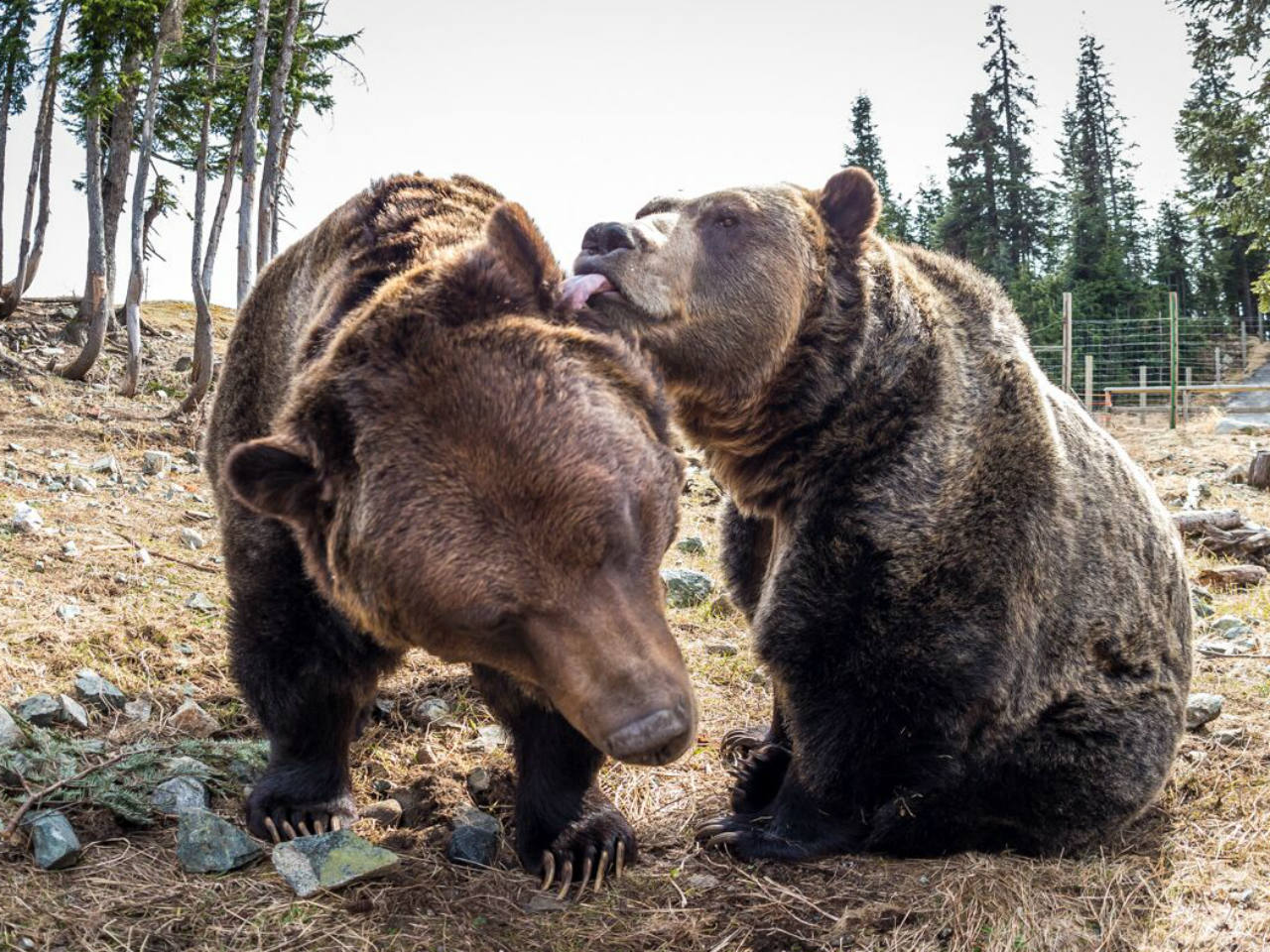 Grizzly Bears Coola and Grinder licking each other 