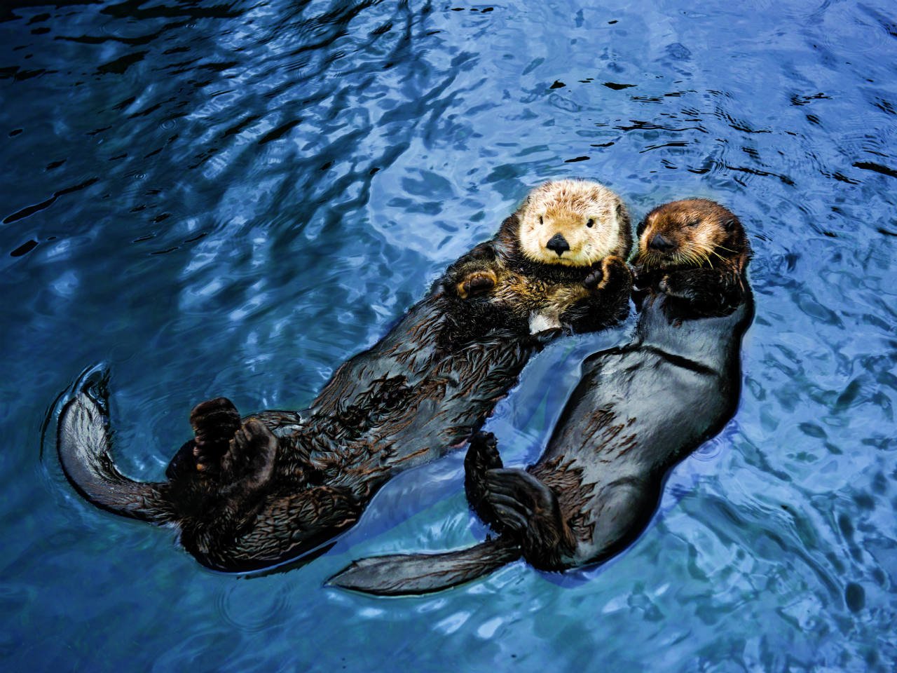 Two otters woking at the cameras while floating in the water at the Vancouver Aquarium