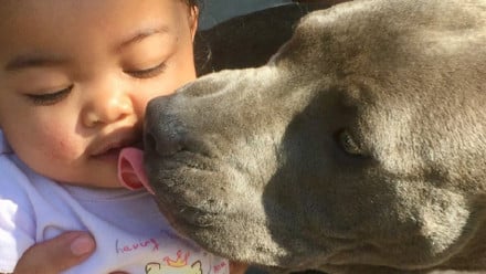 Chaichanhda's daughter and the pitbull that saved their lives