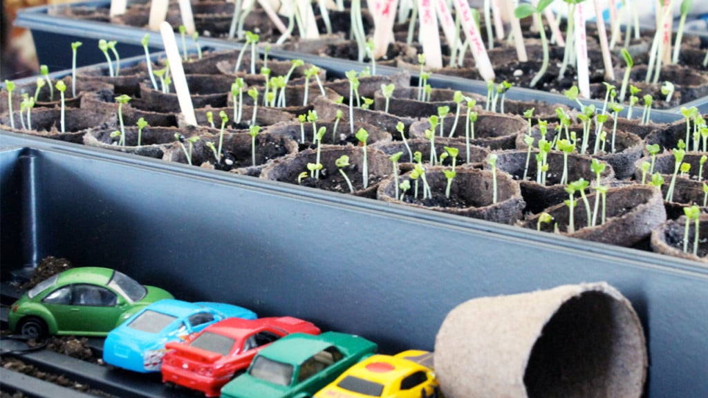 plant pots with sprouts next to a row of toy cars
