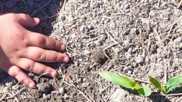kid's hand on the dirt next to a sprout