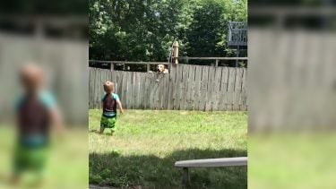 Kid playing catch with a dog over the fence