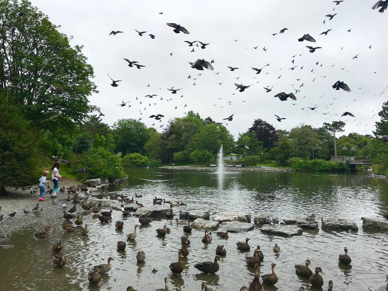 Things to do in St. John's: Feed the ducks