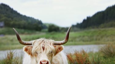 Highland cow, Inverness, Scotland.