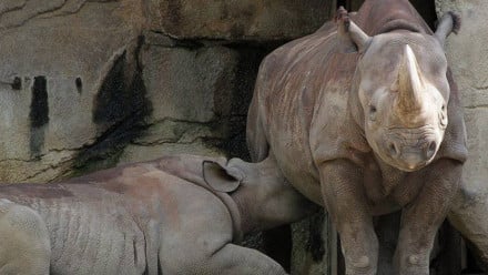 Baby rhino nursing from a mamma rhino