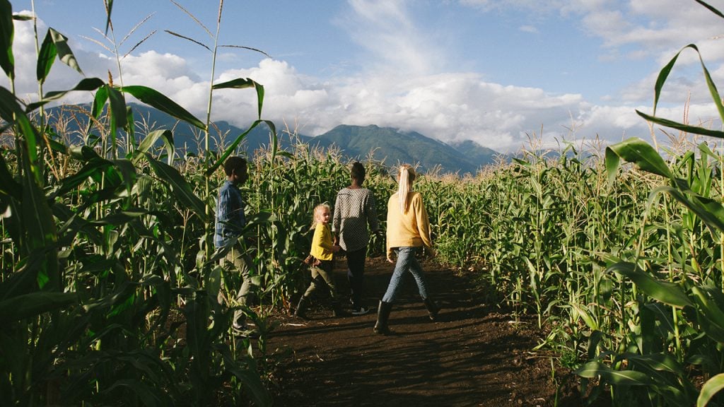 People walking through a corn maze