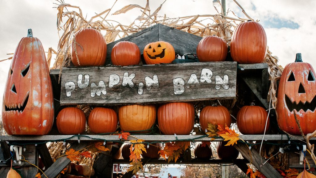 Arch with pumpkins and jack-o-lanterns leading people to the Pumpkin Barn