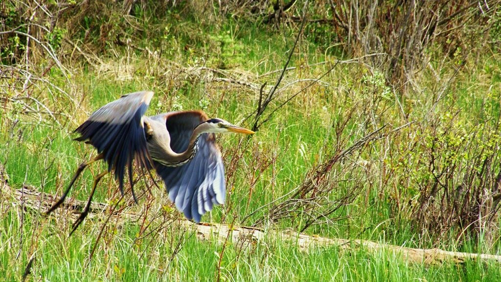 Inglewood Bird Sanctuary_walk the nature trails and look for a great blue heron