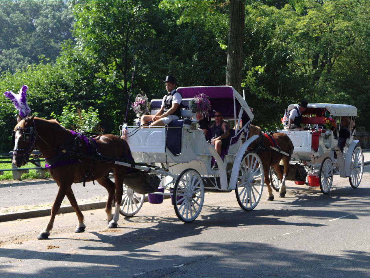 horse and carriage riding through Central Park