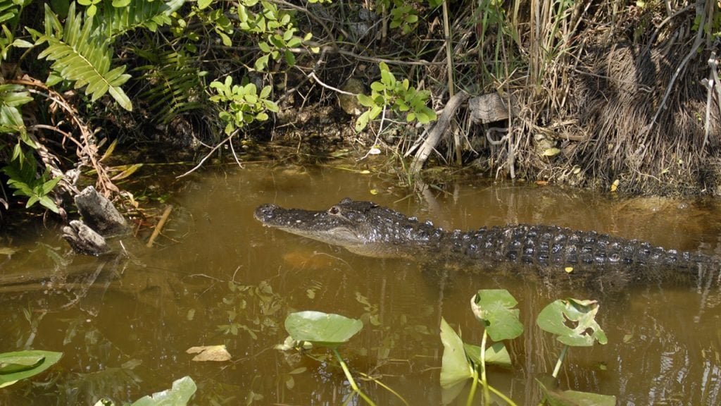 alligator in the swamp