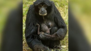 Ape mom holding newborn infant