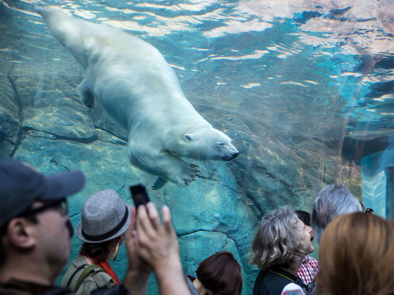 polar bear swimming in a tank